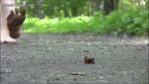Diana Snail Crush