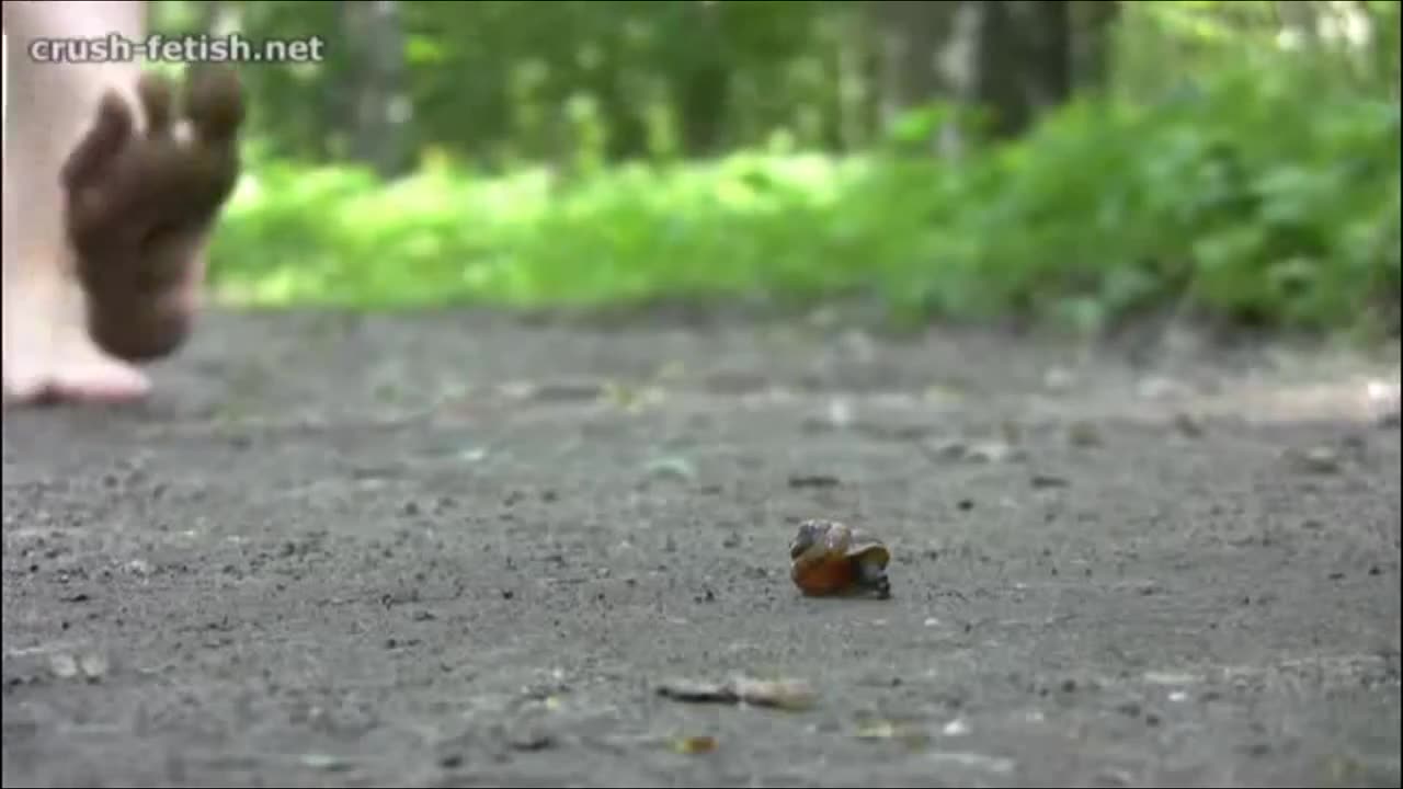 Diana Snail Crush