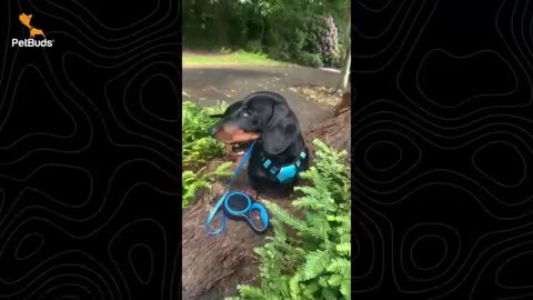 Automatic Retractable Dog Leash | Smart Design, Heavy-Duty, Chew-Resistant 🐾