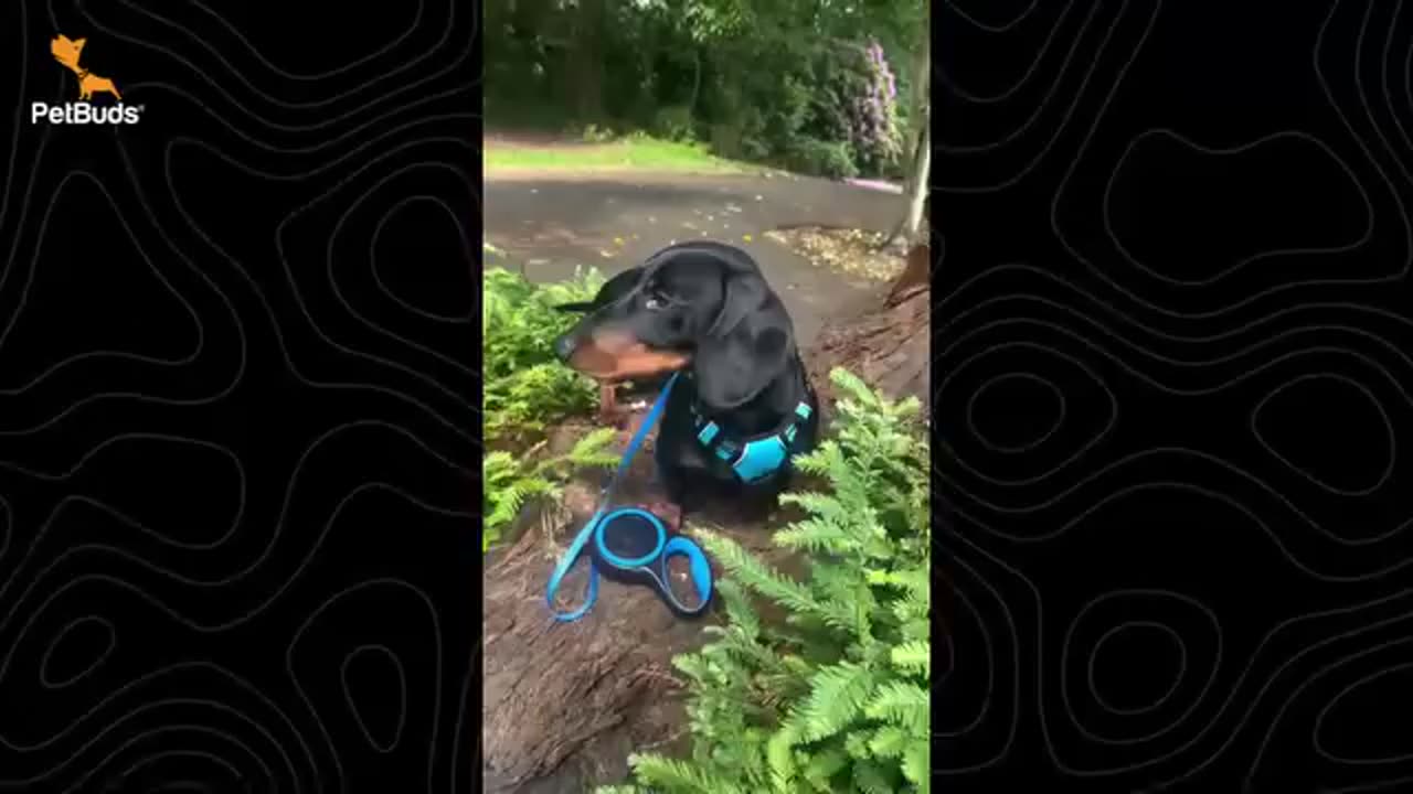 Automatic Retractable Dog Leash | Smart Design, Heavy-Duty, Chew-Resistant 🐾