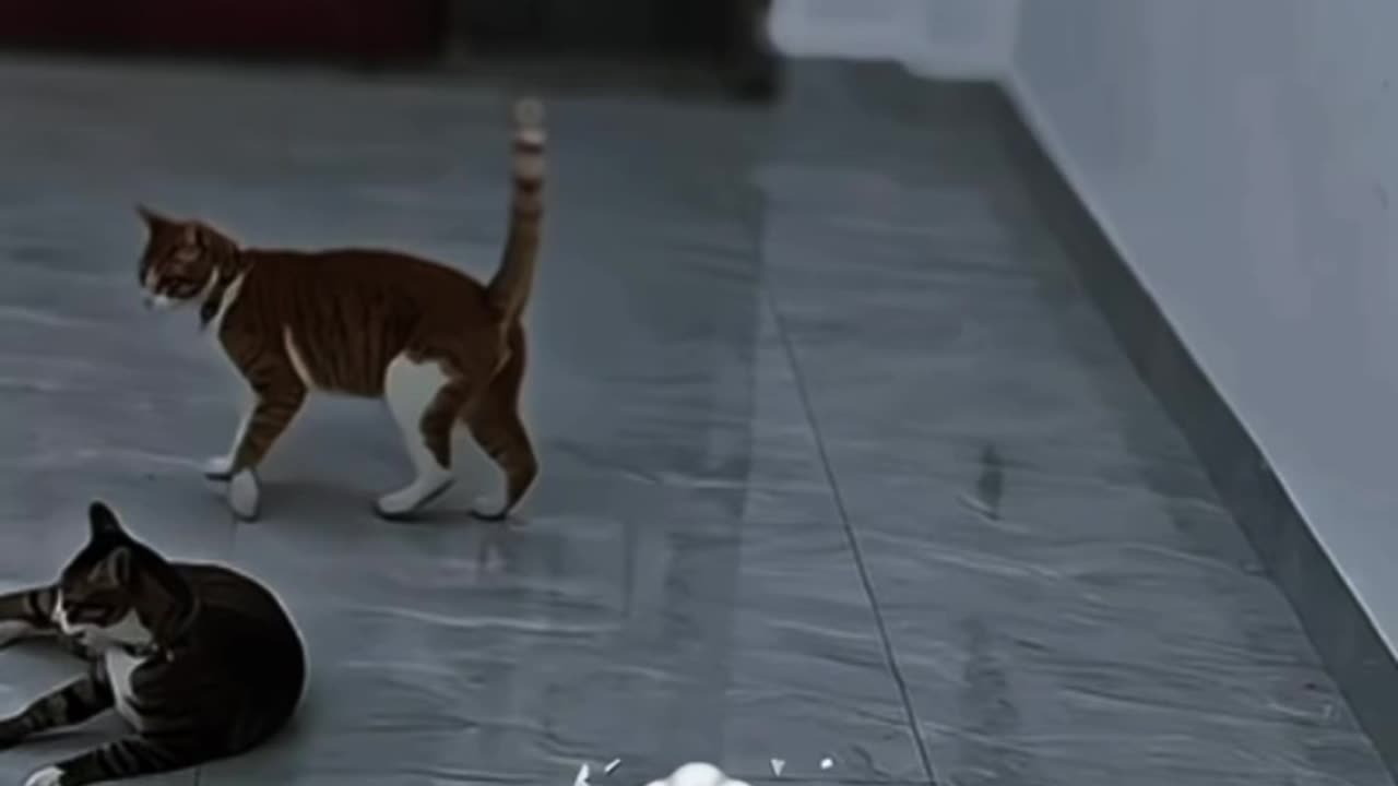 Cat vs Kungfu 💀