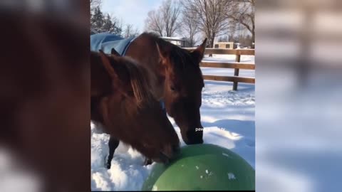 FUNNIEST Animal Videos Will Leave You SPEECHLESS