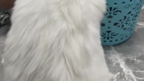 Cat cute