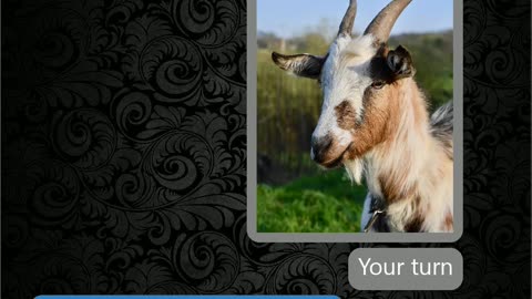 Show goats