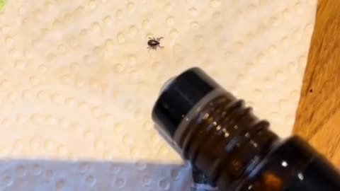 Is Effective tick repellent: Peppermint oil?