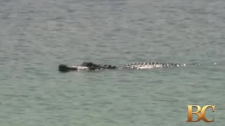 Missing New Orleans boy killed in alligator attack, police say