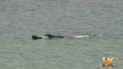 Missing New Orleans boy killed in alligator attack, police say