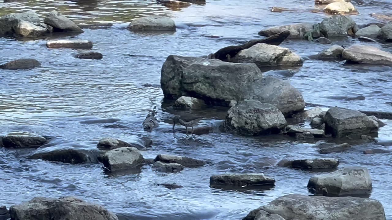 Killdeer on the Humber River going about its business
