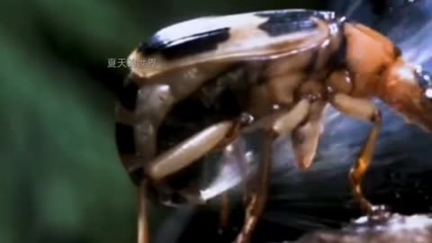 "🐞⚡Bombardier Beetle – The Real Acid Bug 🔥