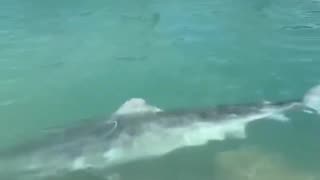 14ft tiger shark disappears