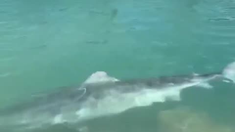 14ft tiger shark disappears