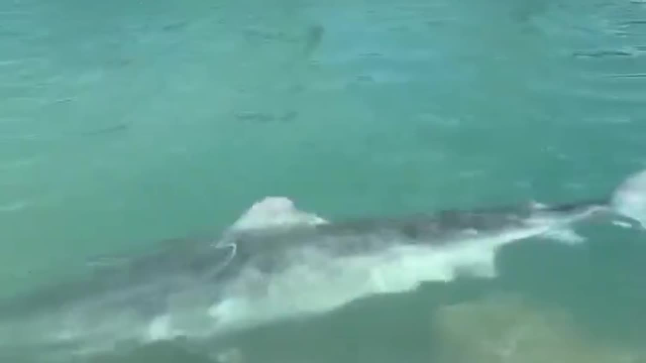 14ft tiger shark disappears