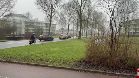 Traffic Jam Caused by Swans Mating