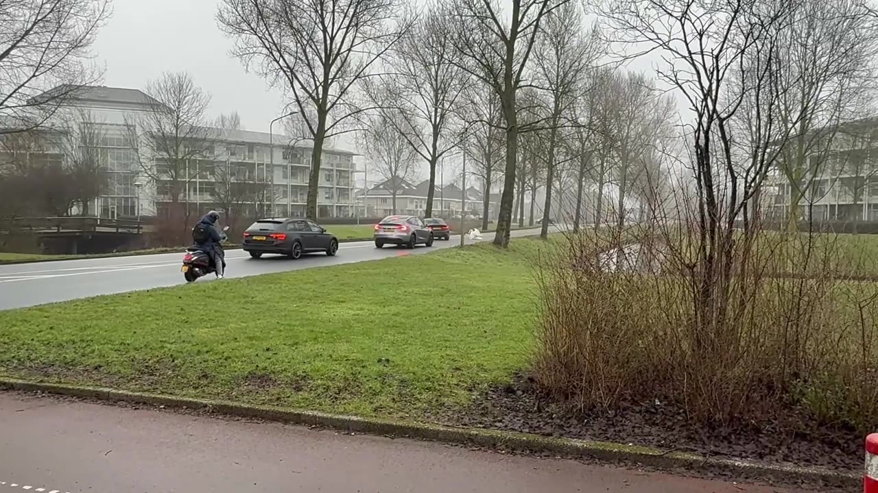 Traffic Jam Caused by Swans Mating