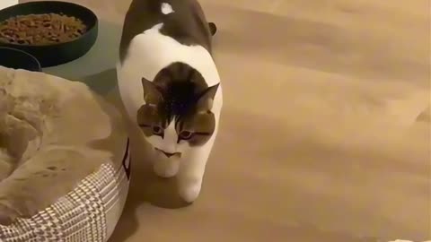 Scratching—are you really that excited? #cat #pet