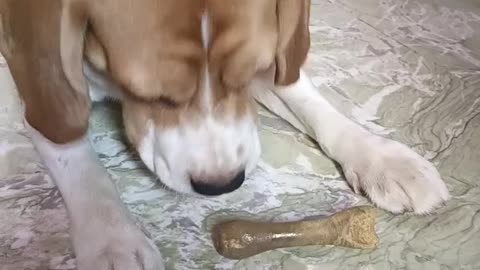 Baxi the beagle