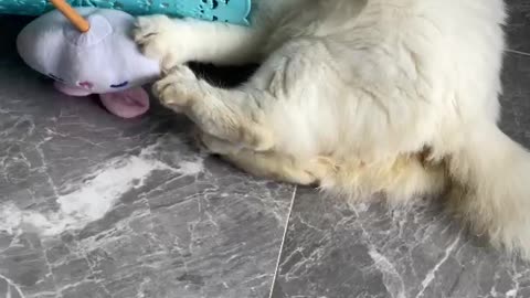 Cute cat