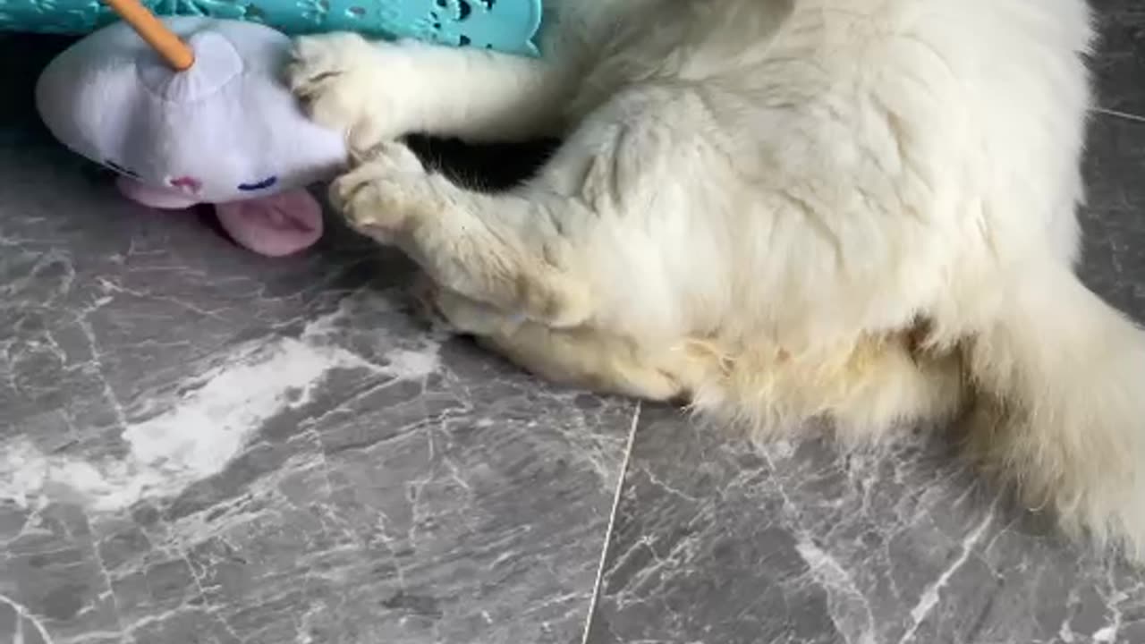 Cute cat