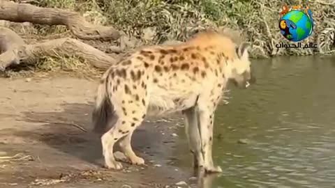 animals