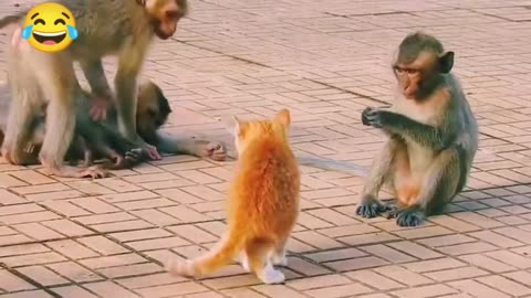 Monkey vs dog real fight | funny dog vs monkey video l funny video l comedy videos