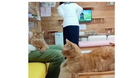 Funny Cats😀#shorts
