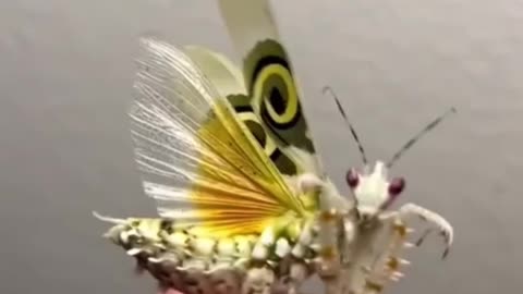 Moth-Like Creature Sits Gracefully on Finger Tip!