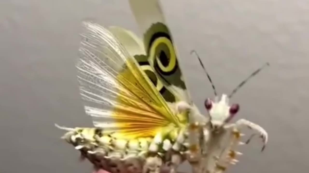 Moth-Like Creature Sits Gracefully on Finger Tip!