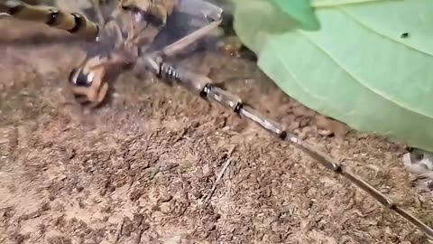 the power of beetle