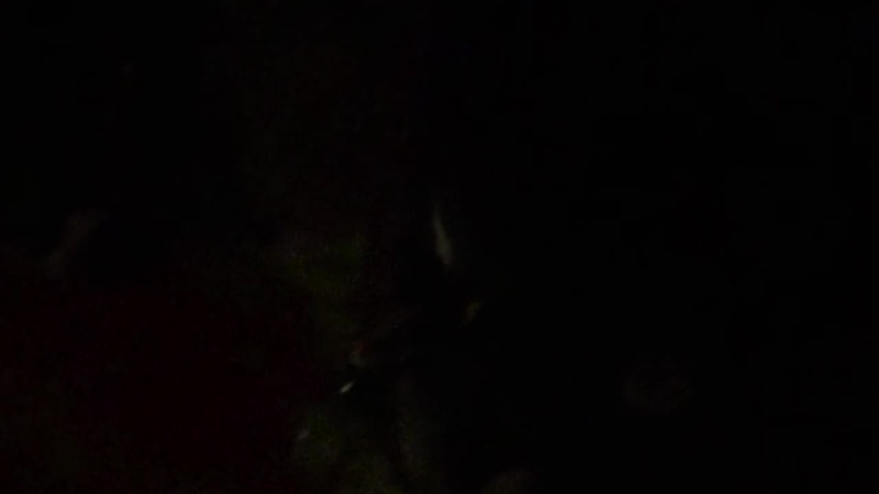 🤫👻 They Thought They Captured a Kid, But Listen Closely... EVP | TheHauntingHour