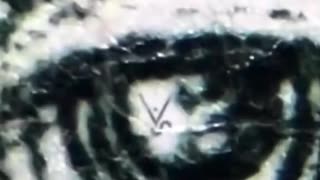 U.S. DOLLARS UNDER A MICROSCOPE