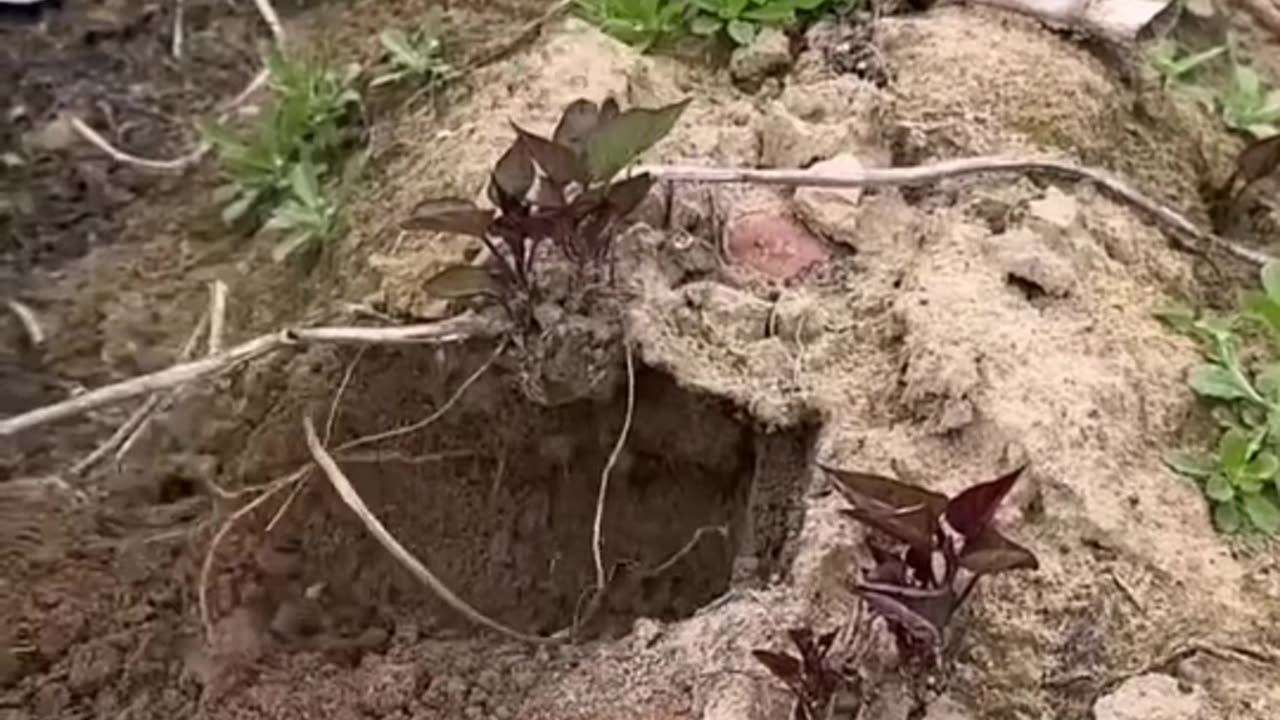 Short Video