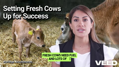 Setting Fresh Cows up for Success:Unlocking Their Best Behaviour