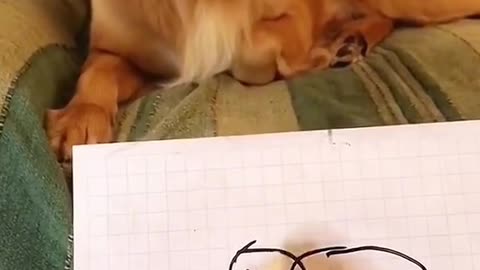 his reaction to his portrait 😂 this dog’s face says it all!