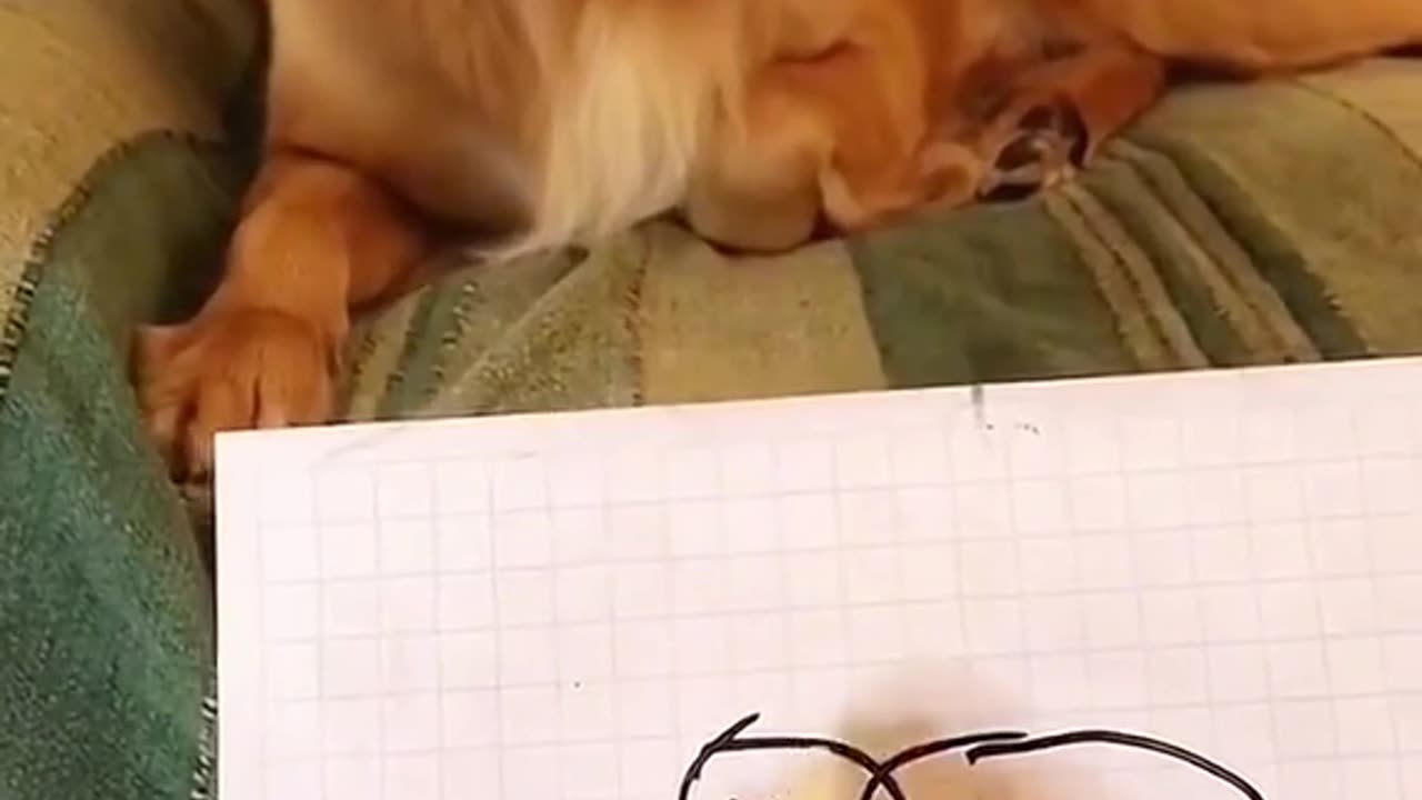 his reaction to his portrait 😂 this dog’s face says it all!