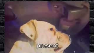 The dog ain't no snitch