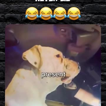 The dog ain't no snitch