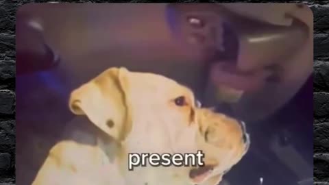 The dog ain't no snitch