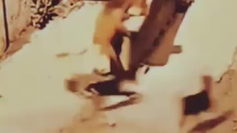 Animal funny video of the day