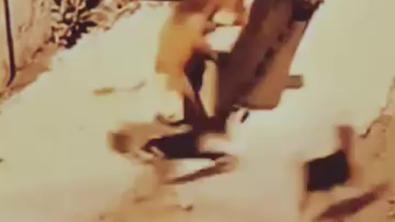 Animal funny video of the day