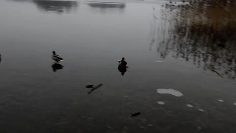 Funny Duck Landing