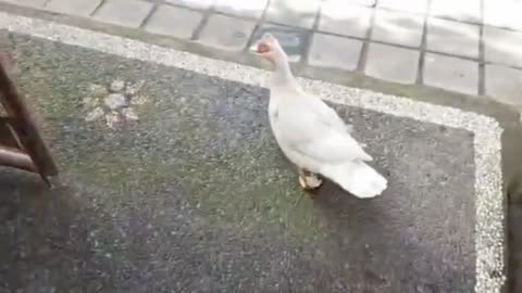 “Lost Duck Invades Our Home 😂… Even the Cat Ran Away!”