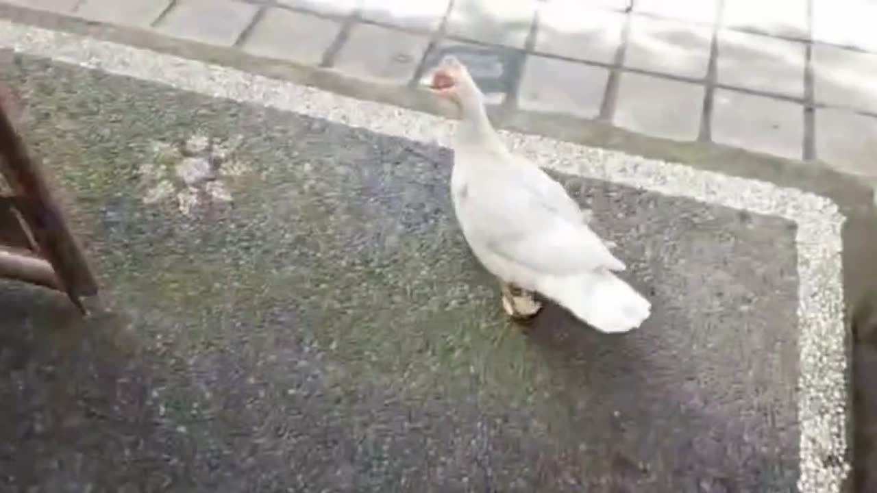 “Lost Duck Invades Our Home 😂… Even the Cat Ran Away!”