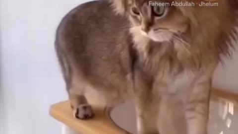 Funny videos