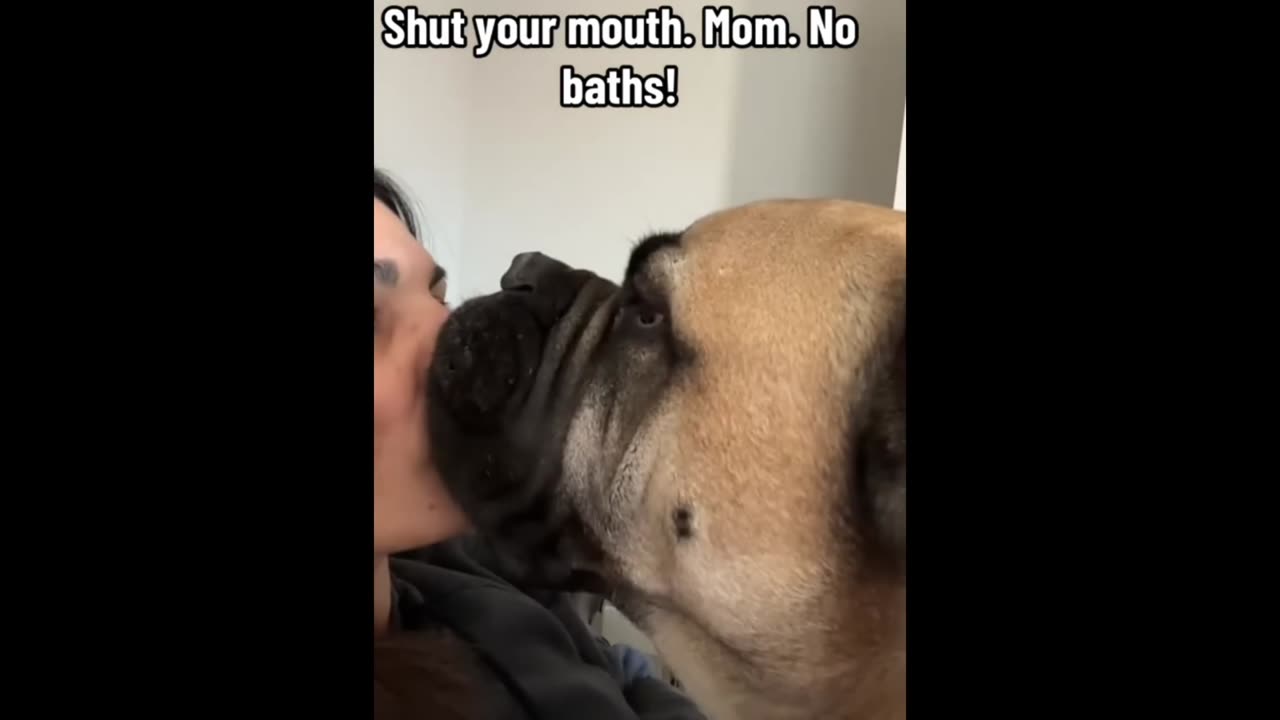 Funniest Animal Videos