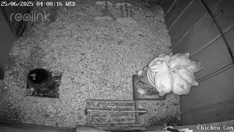Millar Time Chicken Cam