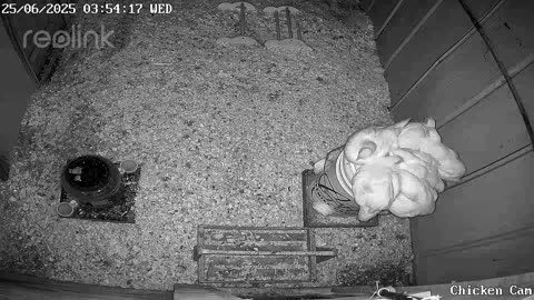 Millar Time Chicken Cam