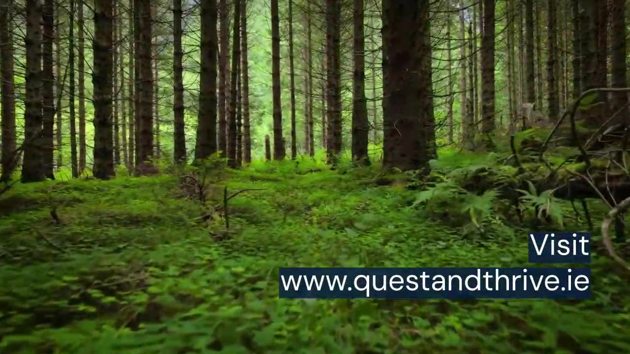 Elevate Your Practice With Breathwork and Meditation at Quest And Thrive