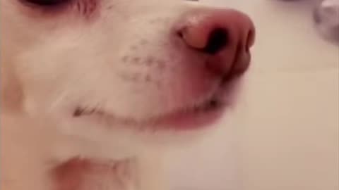 “Try Not To Laugh Challenge 🤣 Funny Dogs & Cats Compilation”