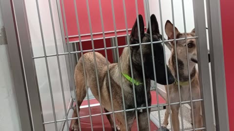Rudy-see@gate Rest in Peace 1y A877167 Quintessa-back 9mo A878421 kennel 120 PACC shelter20250810945