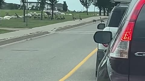 🤣🐔 You Won't Believe How Polite These Cobra Chickens Are! | FunFM